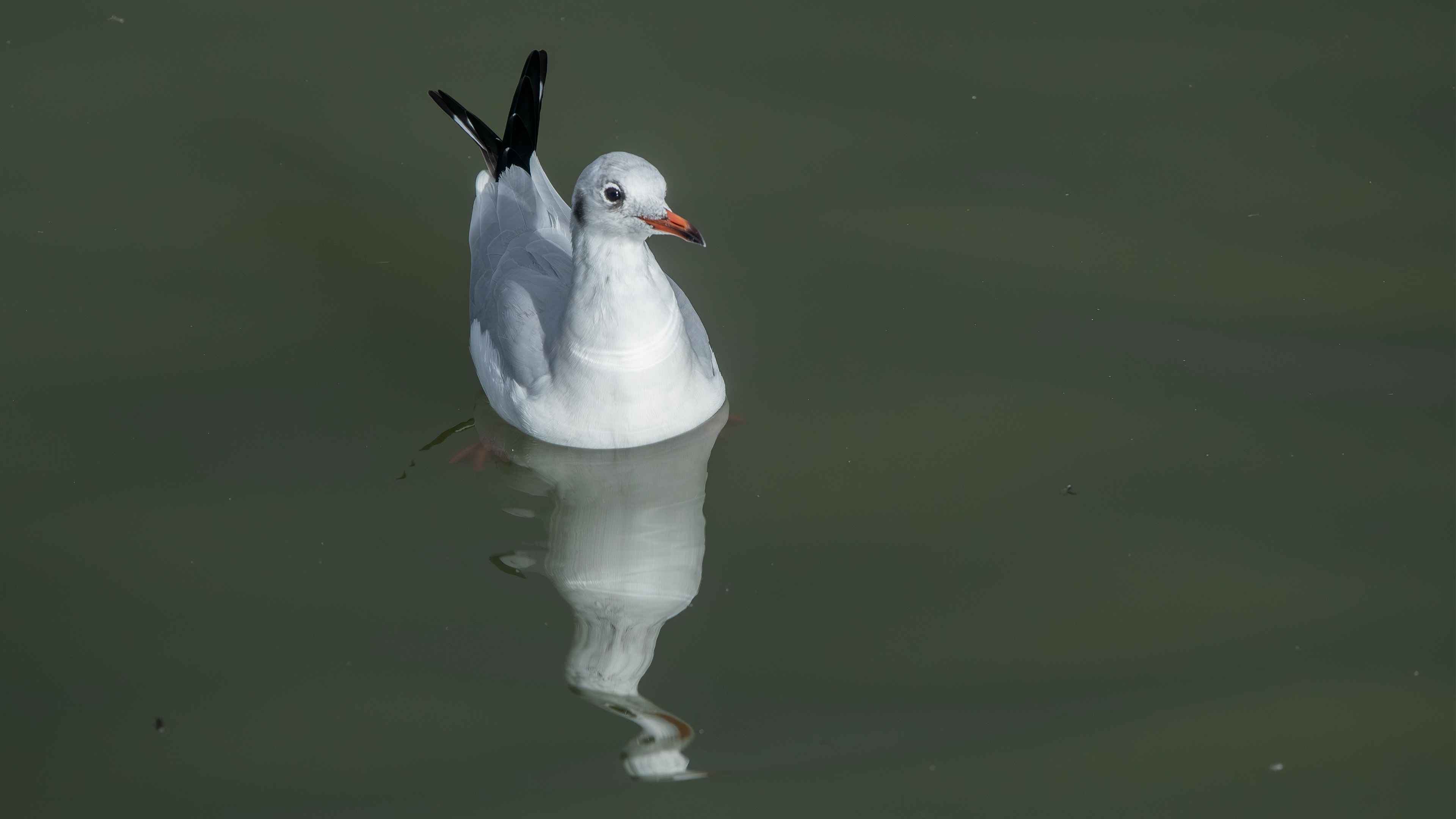 Black-headed Gull
